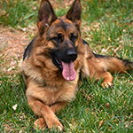 red and black german shepherd puppies for sale near me